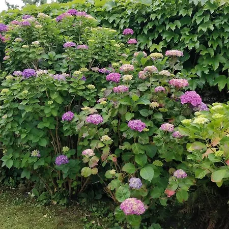 Apartment T1 Ou T2 Dans Avec Jardin Proche Biarritz *