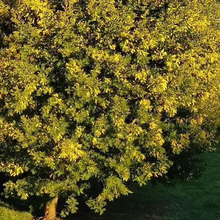 Apartmán Pare Gabea - 1 Ou 2 Chambres, Jardin Privatif 600m2 - Anglet