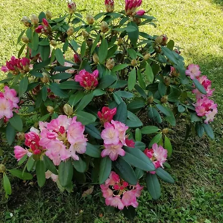 T1 Ou T2 Dans Avec Jardin Proche Biarritz アングレット